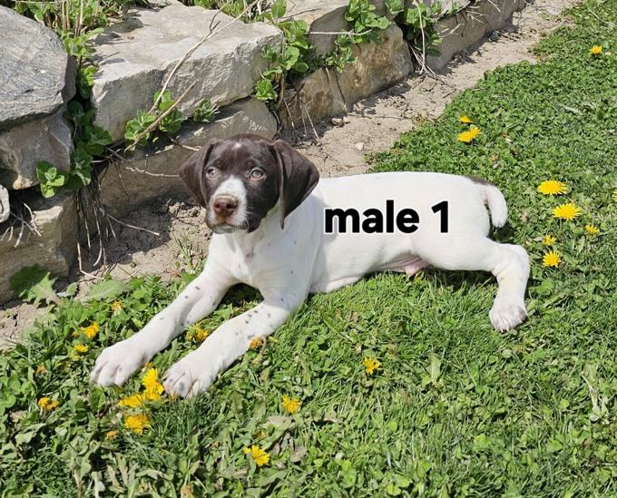 German Shorthaired Pointer