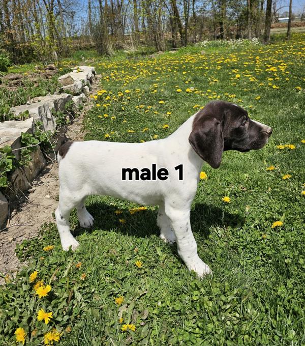 German Shorthaired Pointer