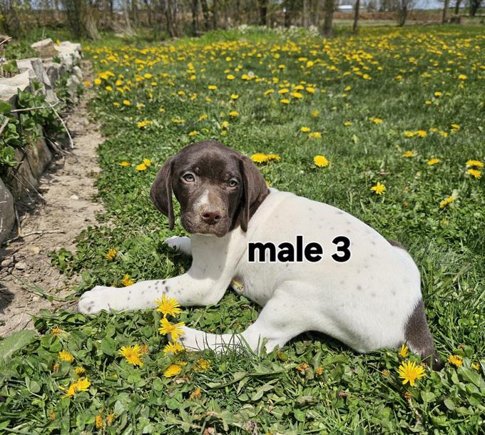 German Shorthaired Pointer