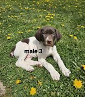 German Shorthaired Pointer