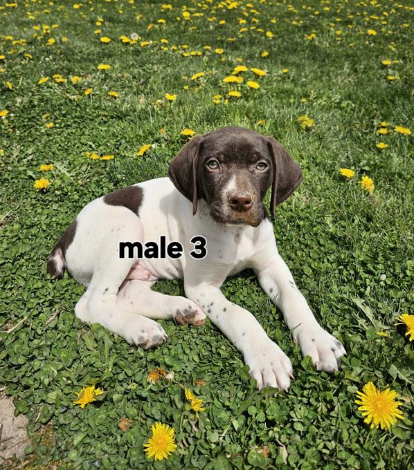 German Shorthaired Pointer