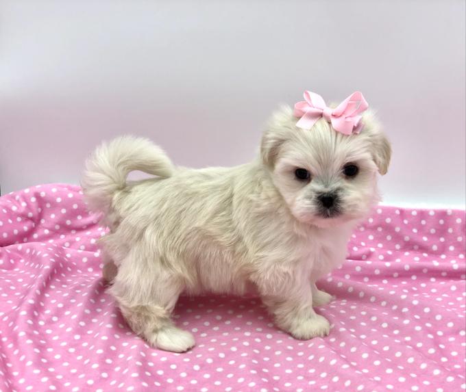 Shihtzu X BichonFrise