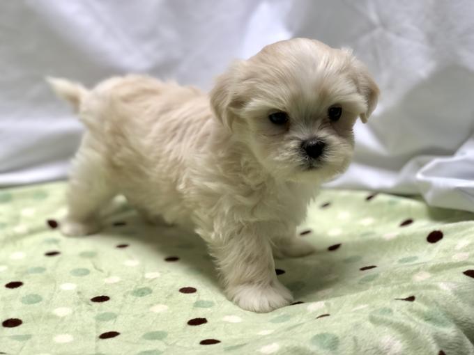 Shihtzu X BichonFrise