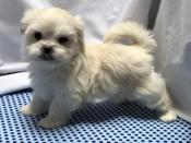 Shihtzu X BichonFrise