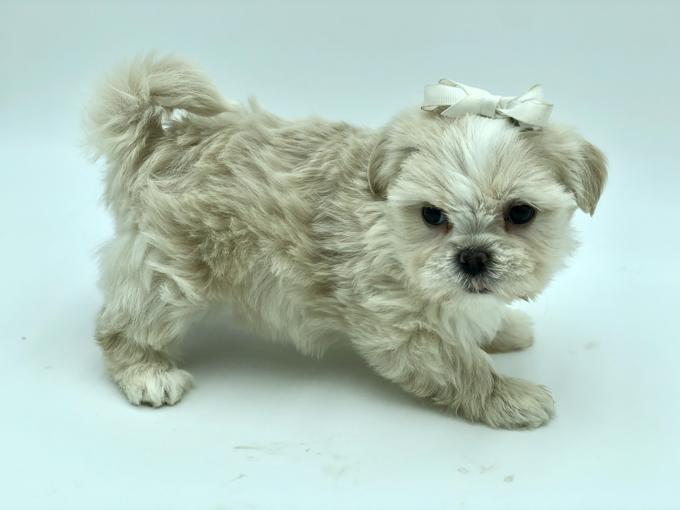 Shihtzu X BichonFrise