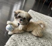 Shihtzu X BichonFrise
