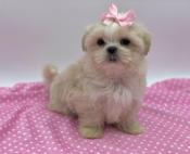 Shihtzu X BichonFrise