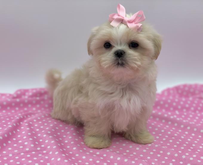 Shihtzu X BichonFrise