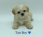 Shihtzu X BichonFrise