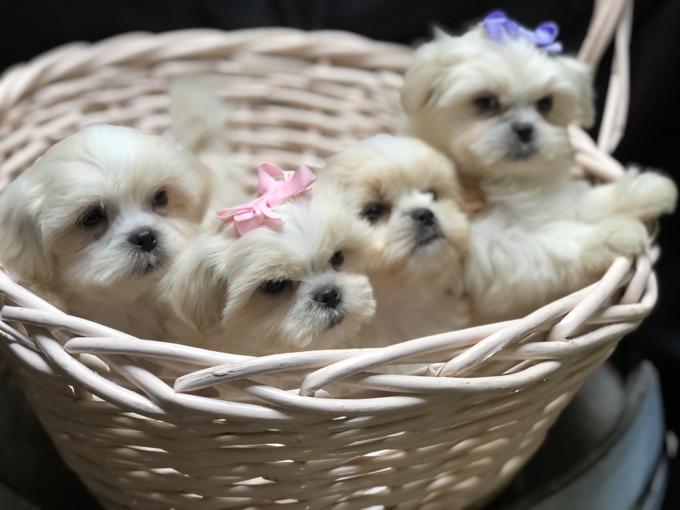Shihtzu X BichonFrise