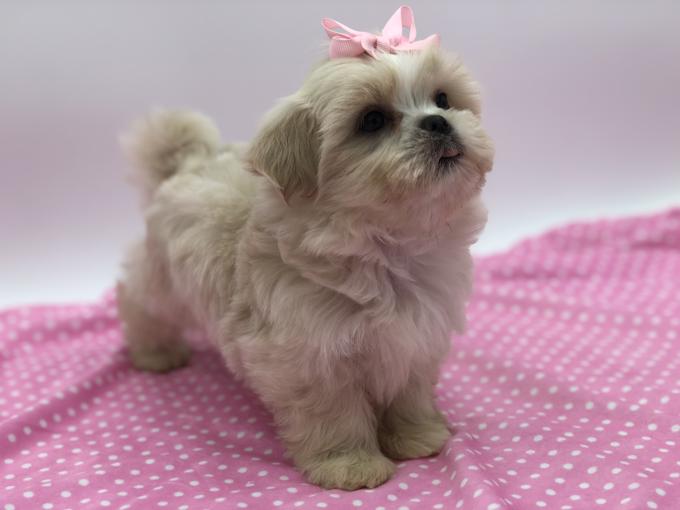Shihtzu X BichonFrise