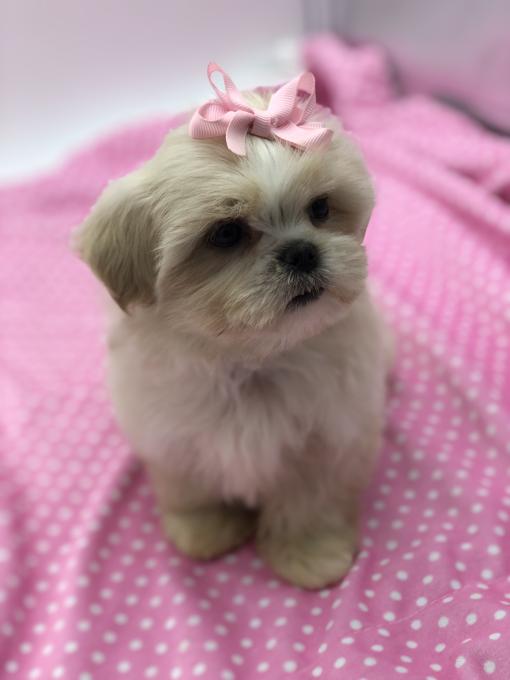 Shihtzu X BichonFrise