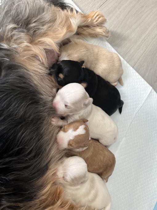 Maltese and Yorkie