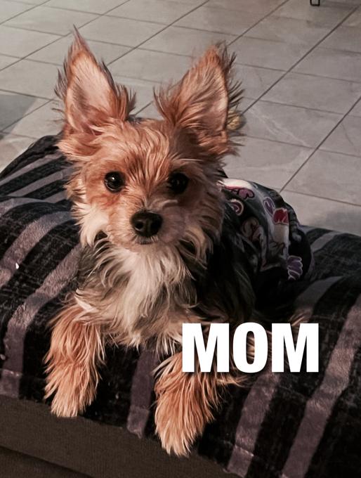 Maltese and Yorkie