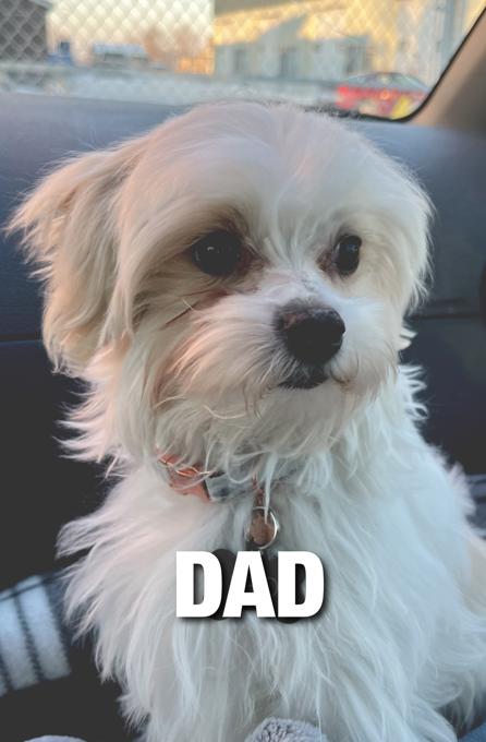 Maltese and Yorkie