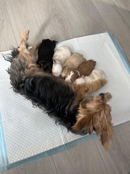 Maltese and Yorkie