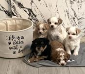Maltese and Yorkie