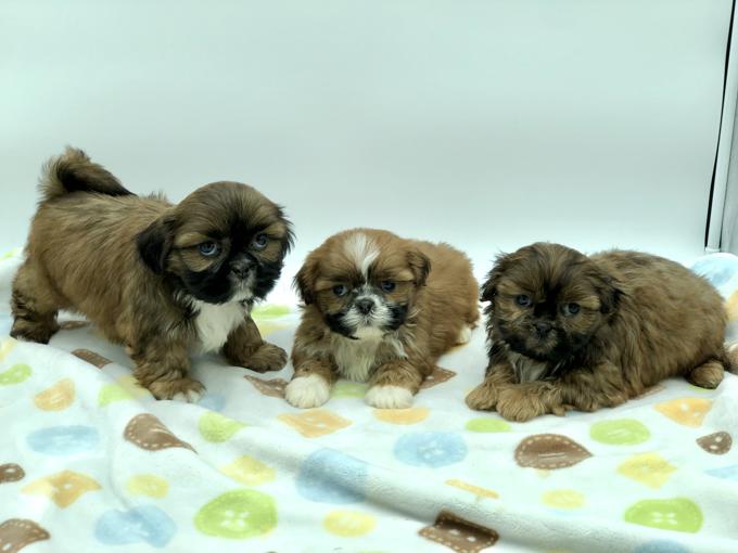 Shih Tzu