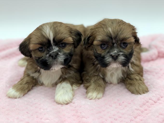 Shih Tzu