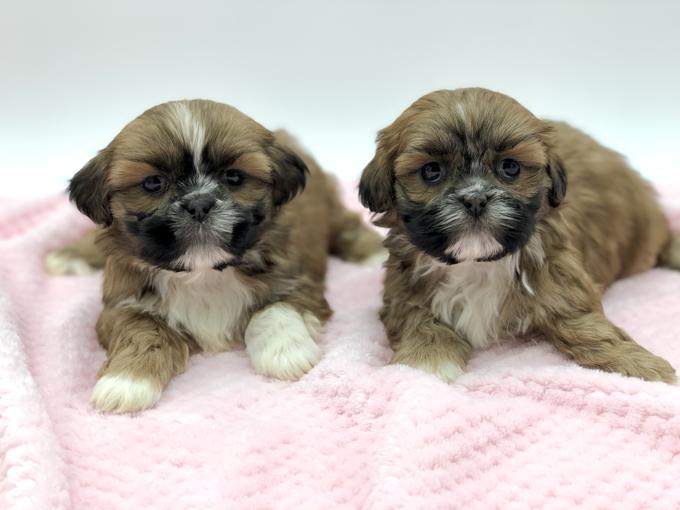 Shih Tzu