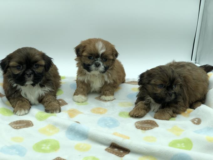 Shih Tzu