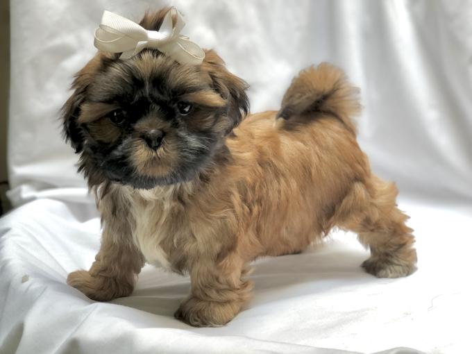 Shih Tzu