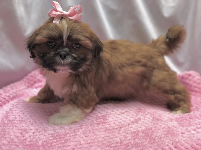 Shih Tzu