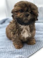 Shih Tzu