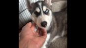 Husky