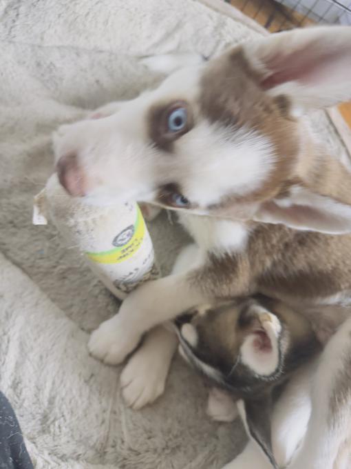 Husky