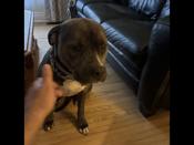 American Bulldog