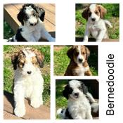 Bernedoodle