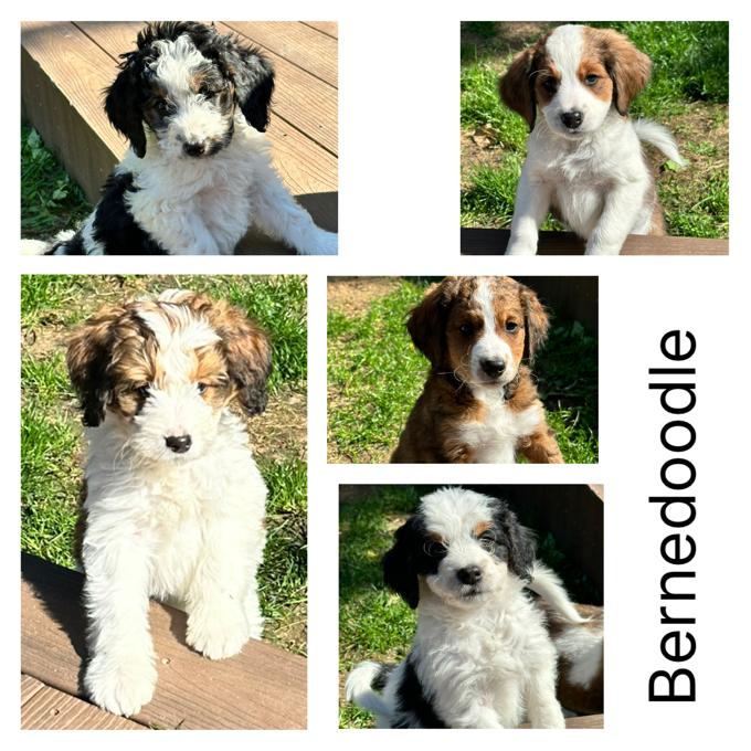 Bernedoodle