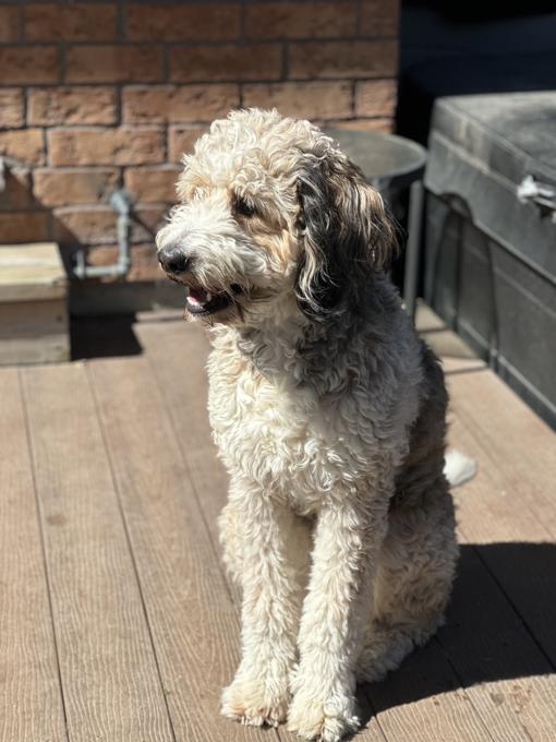 Bernedoodle