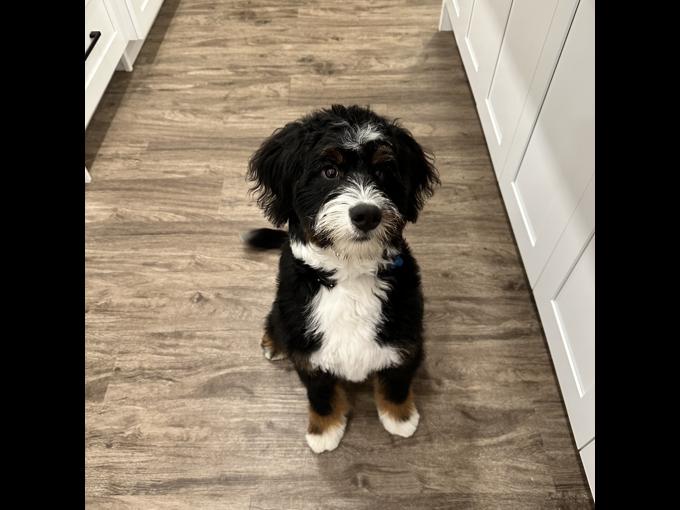 Bernedoodle