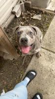 American bully