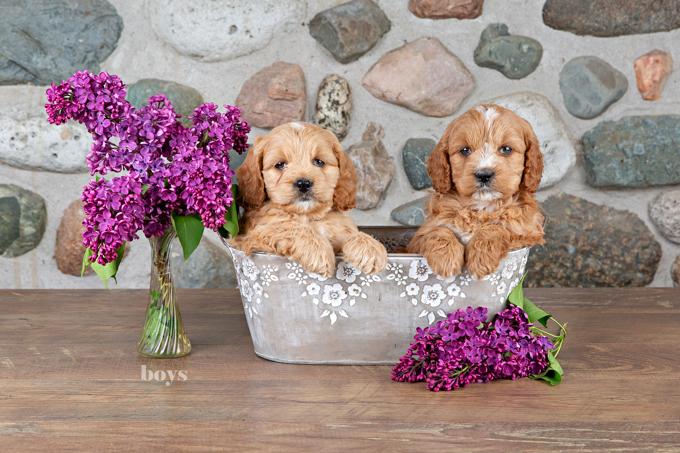 Cockapoo