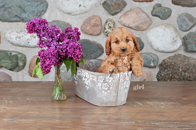 Cockapoo