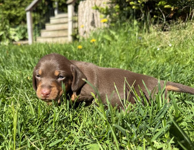 Dachshund