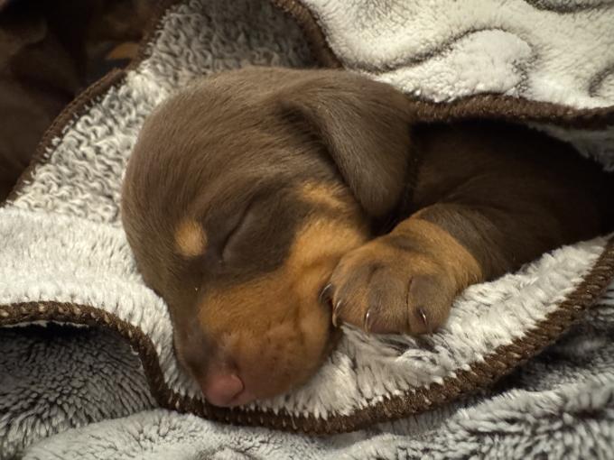 Dachshund