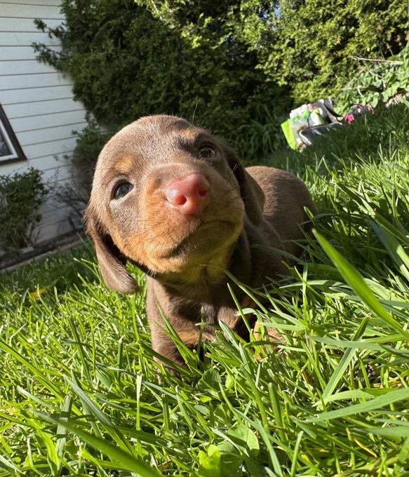Dachshund