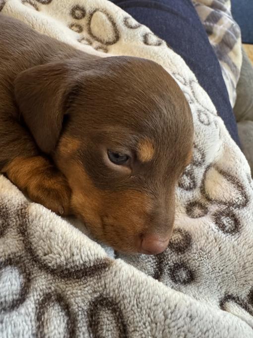Dachshund