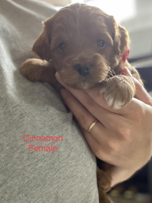 Cockapoo