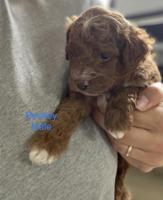 Cockapoo