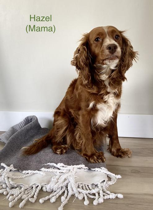 Cockapoo