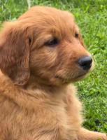 Golden Doodle