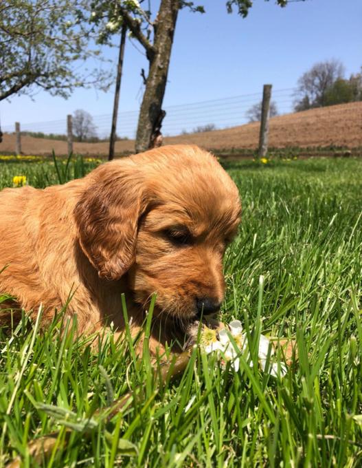 Golden Doodle