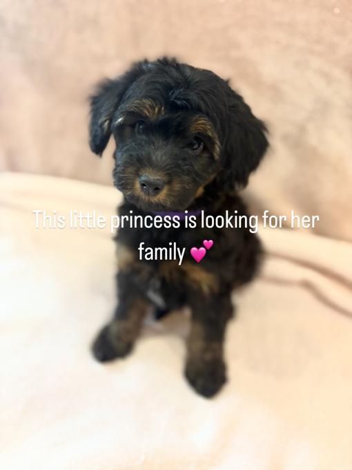 Papillion / Poodle Mix