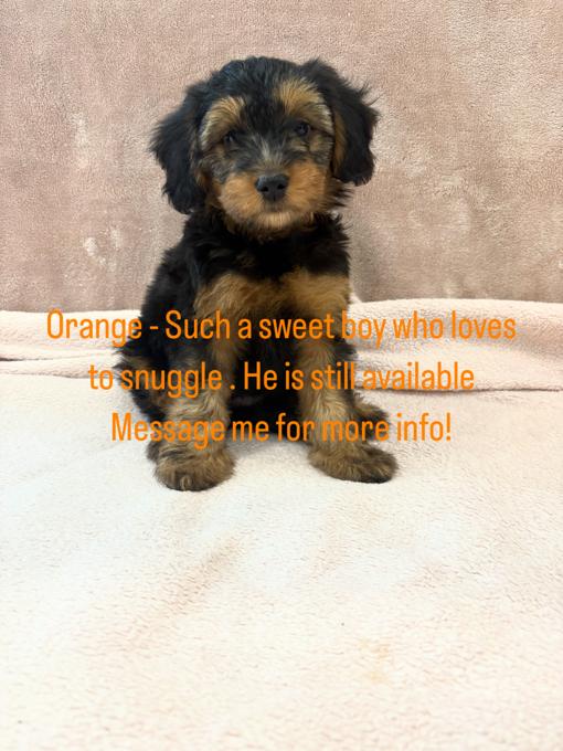 Papillion / Poodle Mix