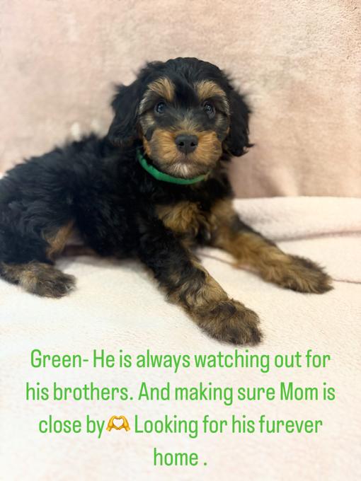Papillion / Poodle Mix